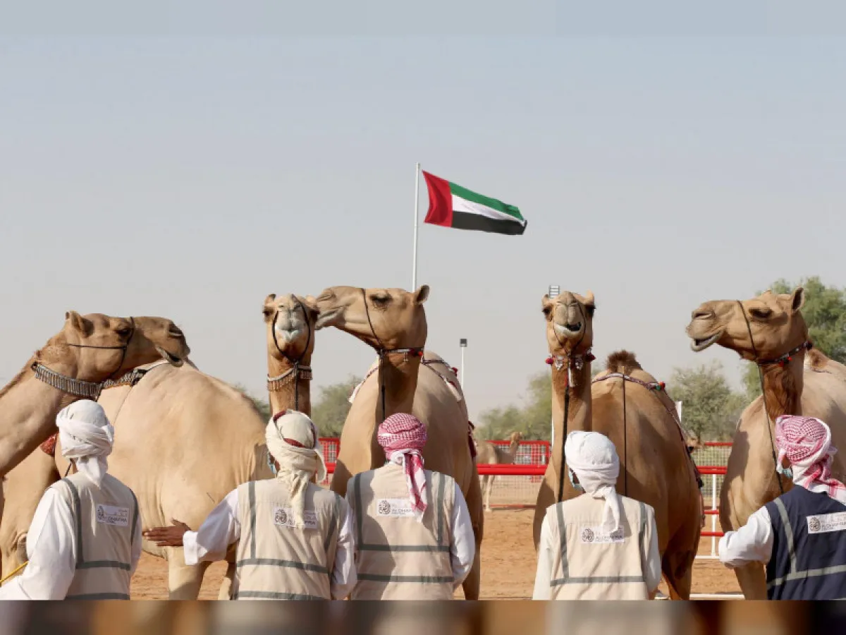 المحطة الختامية من مهرجان الظفرة في دورته السابعة عشرة. الصورة من wam