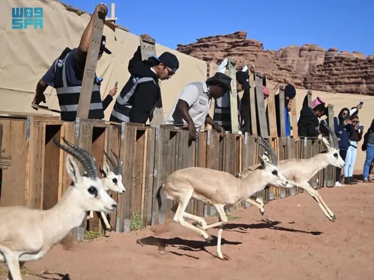 مركز الحياة الفطرية يطلق 132 كائناً فطرياً في محمية نيوم - الصورة من واس