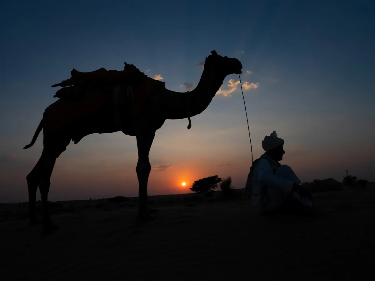 حقائق ممتعة عن الإبل لم تكن تعرفها