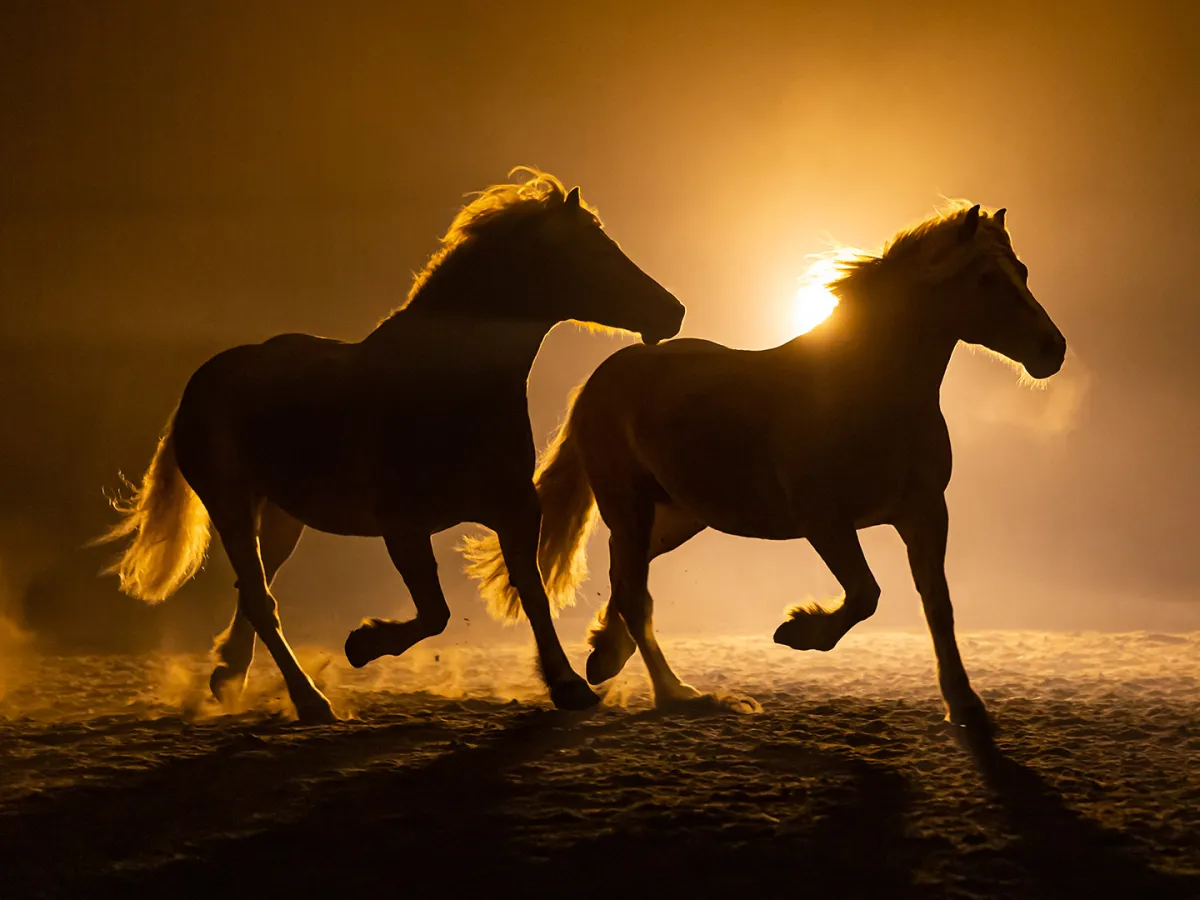 ما هي دلالة رؤيا الحصان في المنام؟