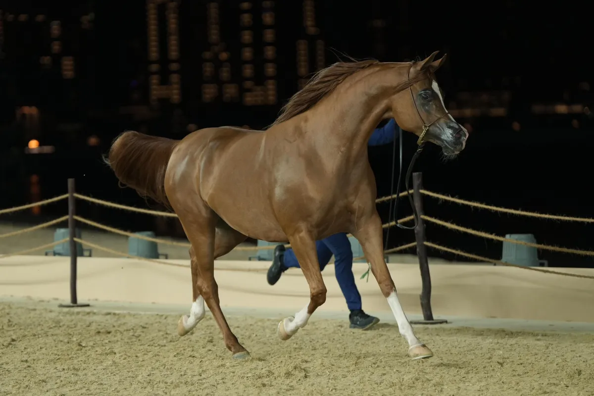 منافسات جولة الجياد العربية 2024. الصورة من حساب كتارا على منصة x