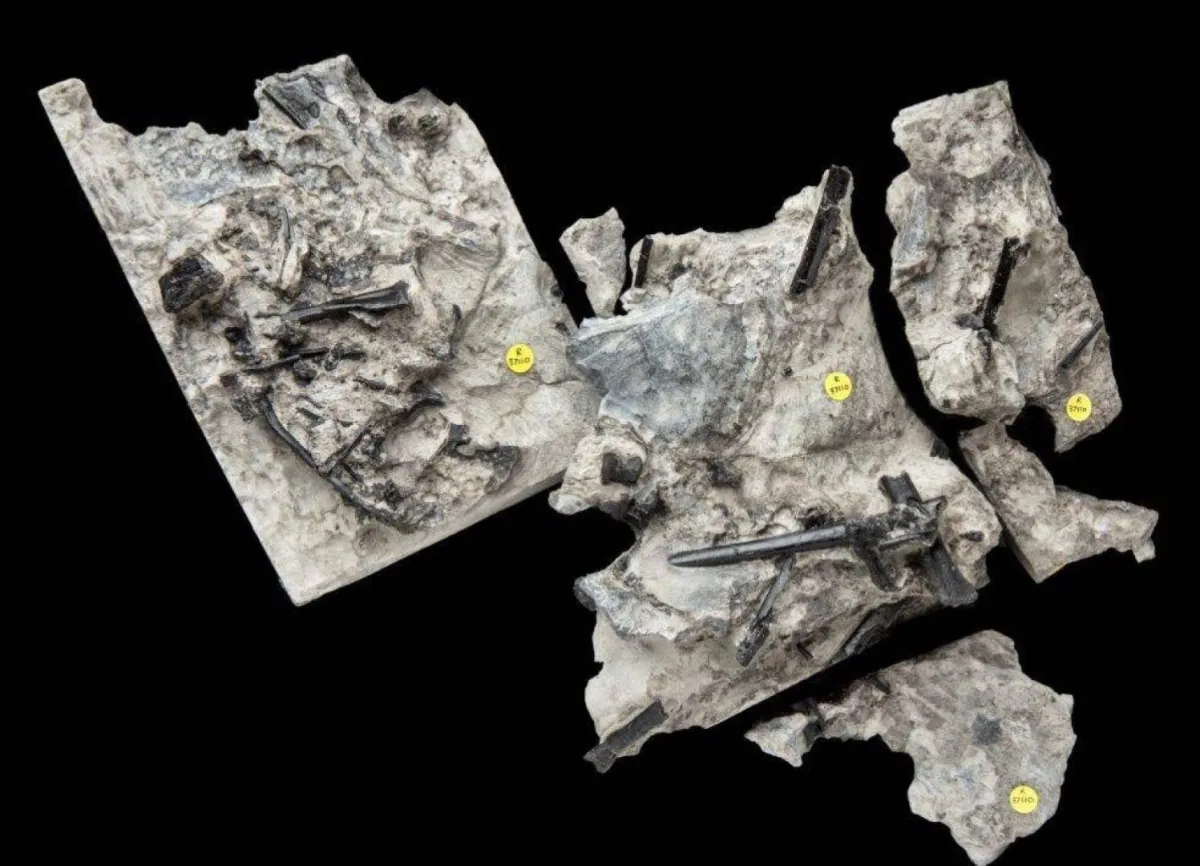 اكتشاف بقايا حفريات لزواحف قديمة طائرة من أقارب الديناصورات