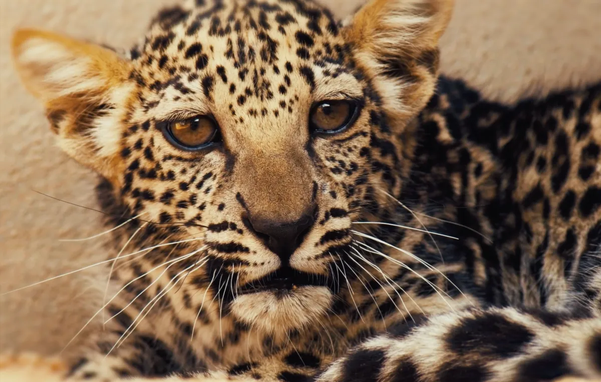 النمر العربي