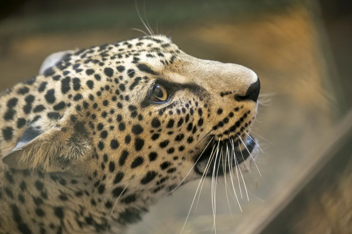 النمر العربي