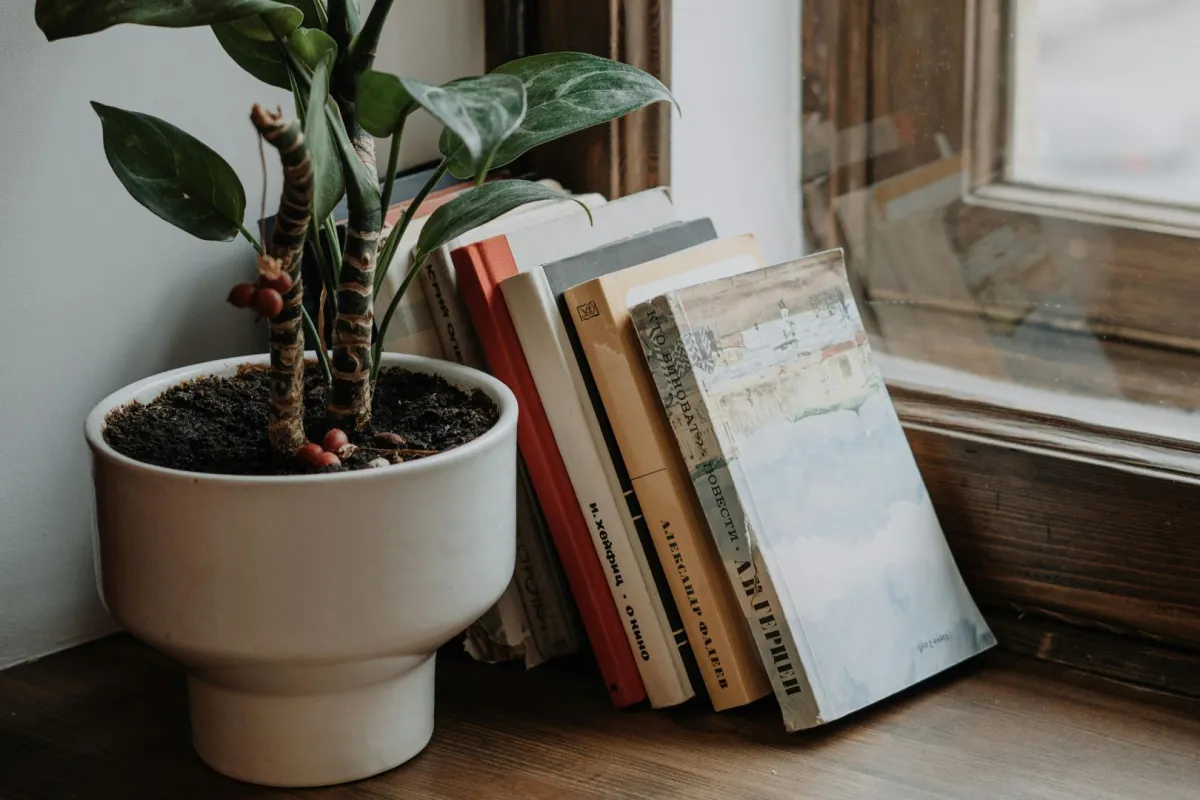 مجموعة من الكتب تستند إلى حائط بجوار النافذة وبجوارها أصيص زرع