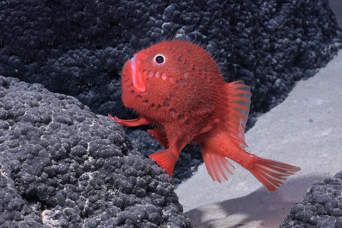 اكتشاف كائنات حية نادرة  -  Credits to Rov subastian/ Schmidt ocean institute on "X" 