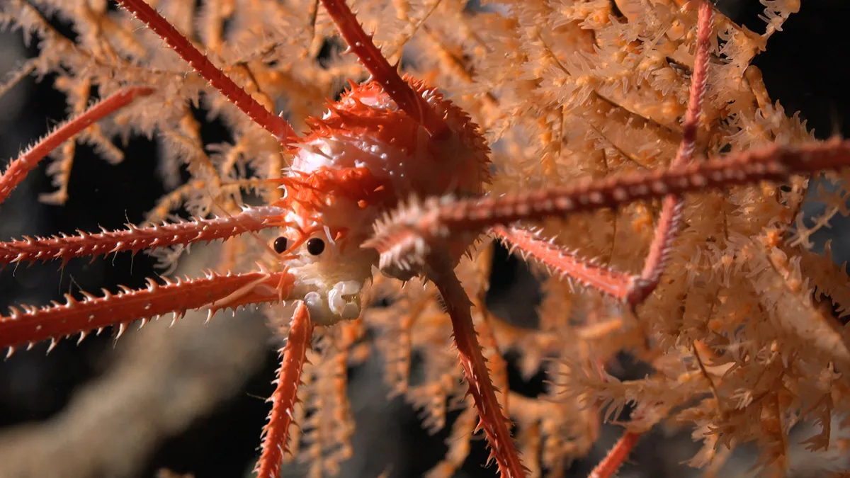A squat lobster documented in coral at a depth of 669 meters on Seamount JF2 - Credits to Rov subastian/ Schmidt ocean institute 