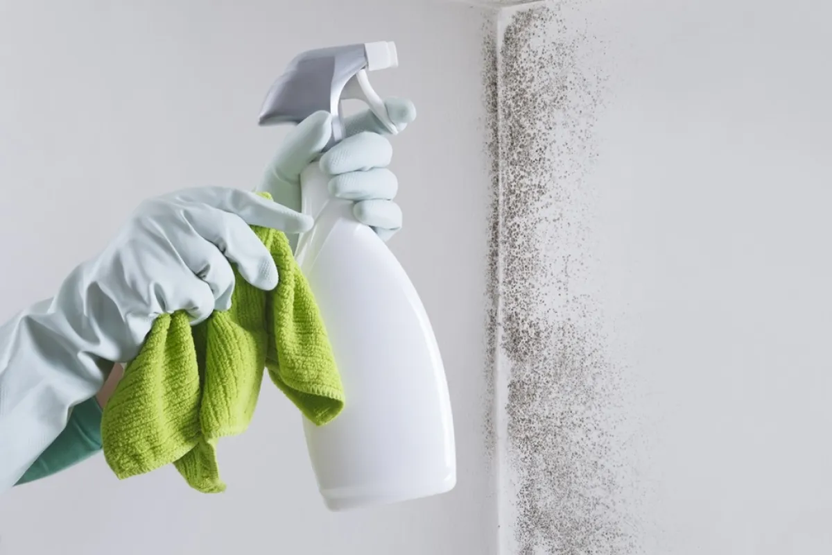 كيفية التخلص من العفن على الجدران؟