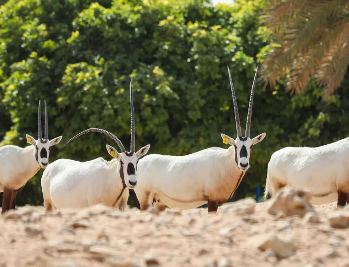 جهود حديقة الحيوانات بالعين للحفاظ على المها العربي - الصورة من مكتب أبوظبي الإعلامي