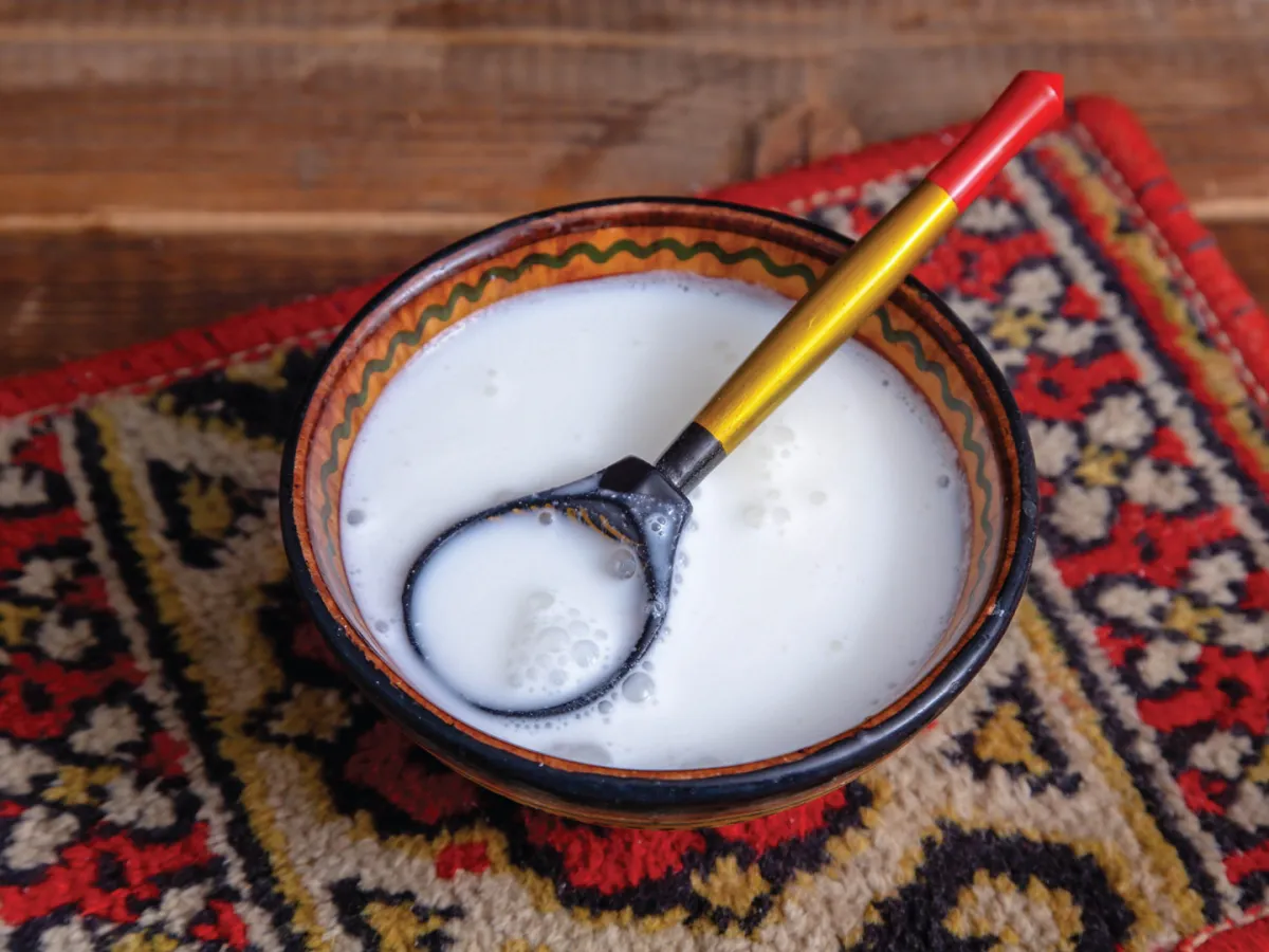 حليب الإبل ذهب الصحراء الأبيض