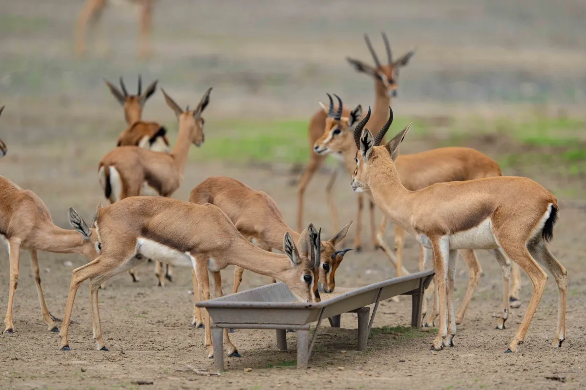 حيوان الغزال العربي الأدمي. الصورة من مكتب الشارقة الإعلامي 