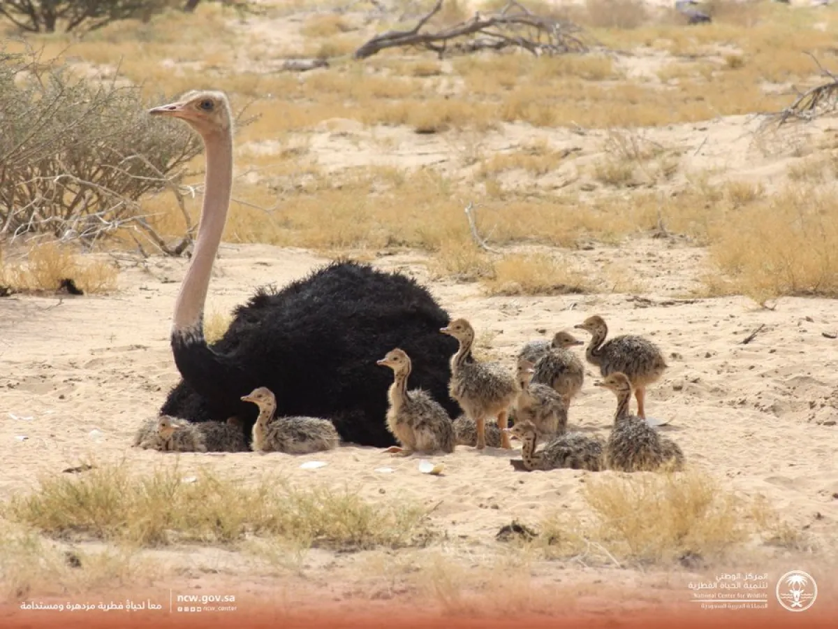 تكاثر طائر النعام أحمر الرقبة بالسعودية - الصورة من حساب المركز الوطني لتنمية الحياة الفطرية على منصة إكس
