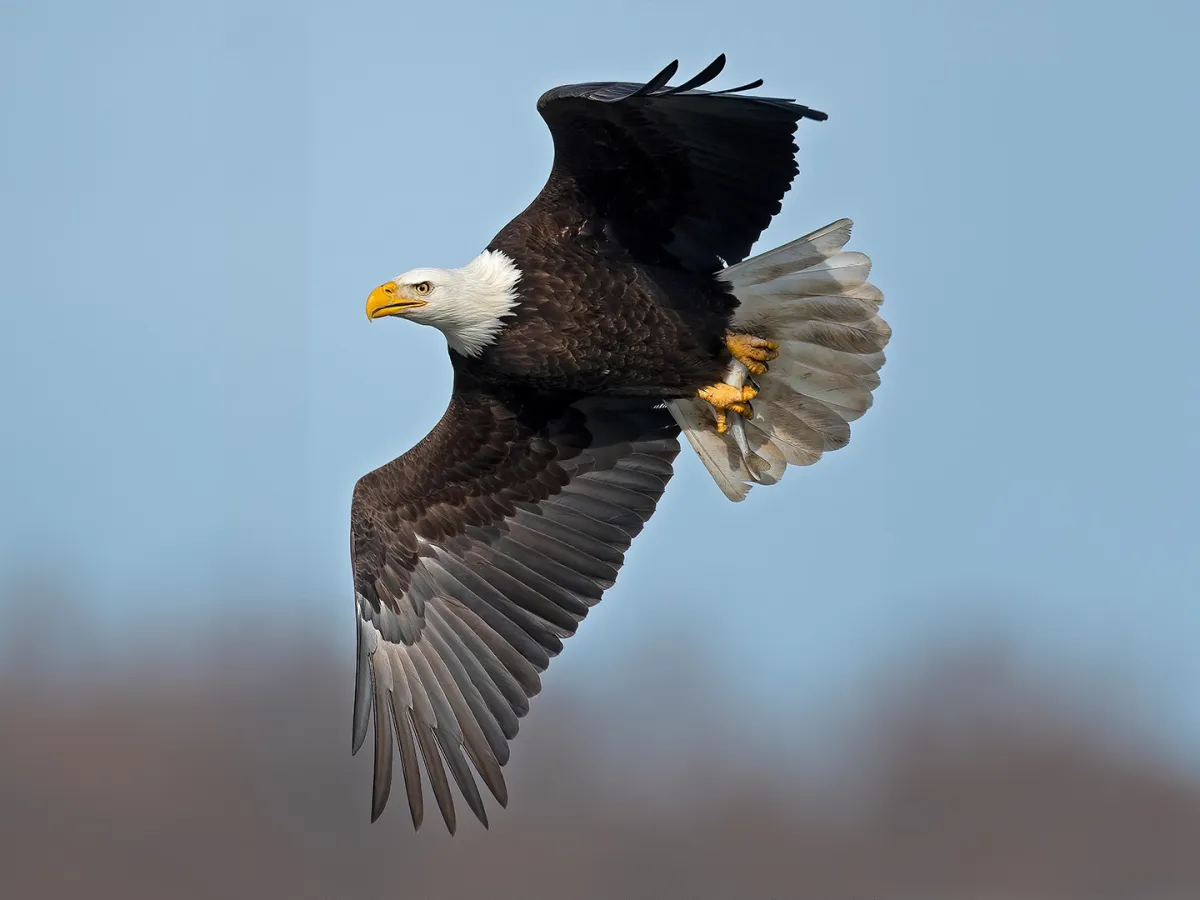 تفسير حلم طائر كبير في المنام