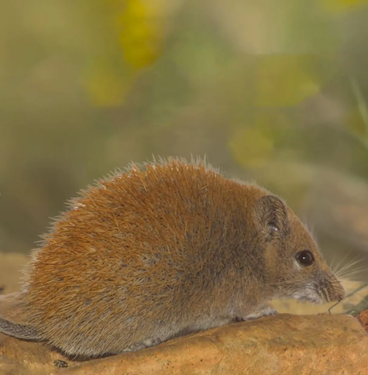 رصد الفأر الشوكي الذهبي بالسعودية - الصورة من حساب المركز الوطني للحياة الفطرية على الإنستغرام