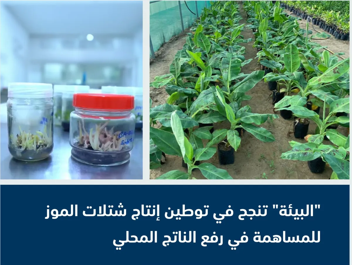 زراعة الموز بالسعودية