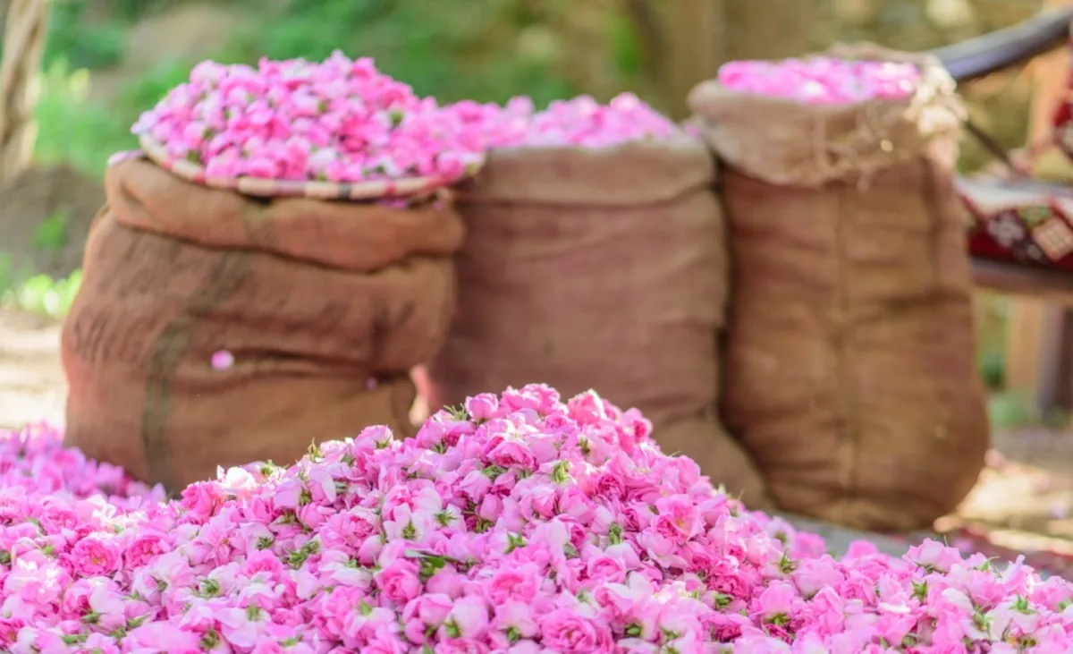 الأربعاء المقبل.. انطلاق مهرجان مزارعي الورد الطائفي 