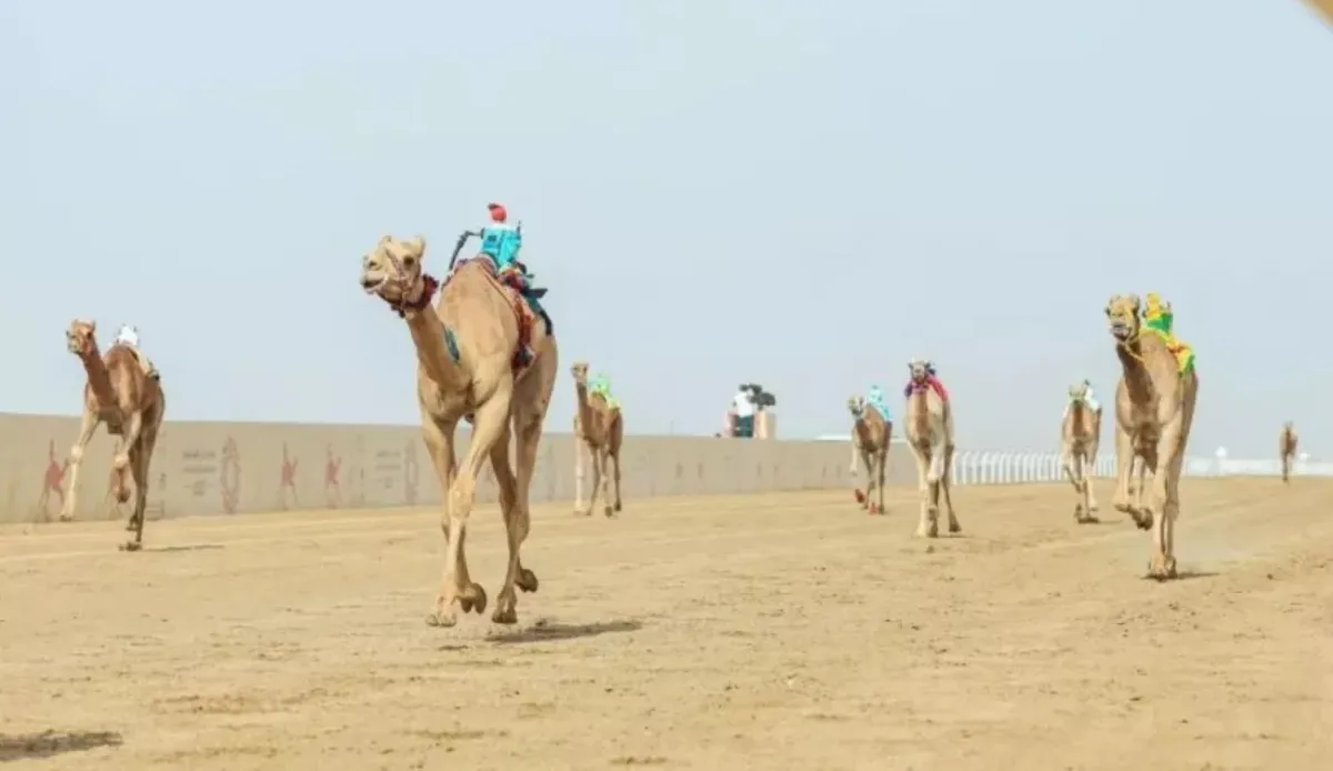 محافظة العلا تستضيف بطولة العالم للقدرة الدولية للهجن في 4 مايو المقبل 