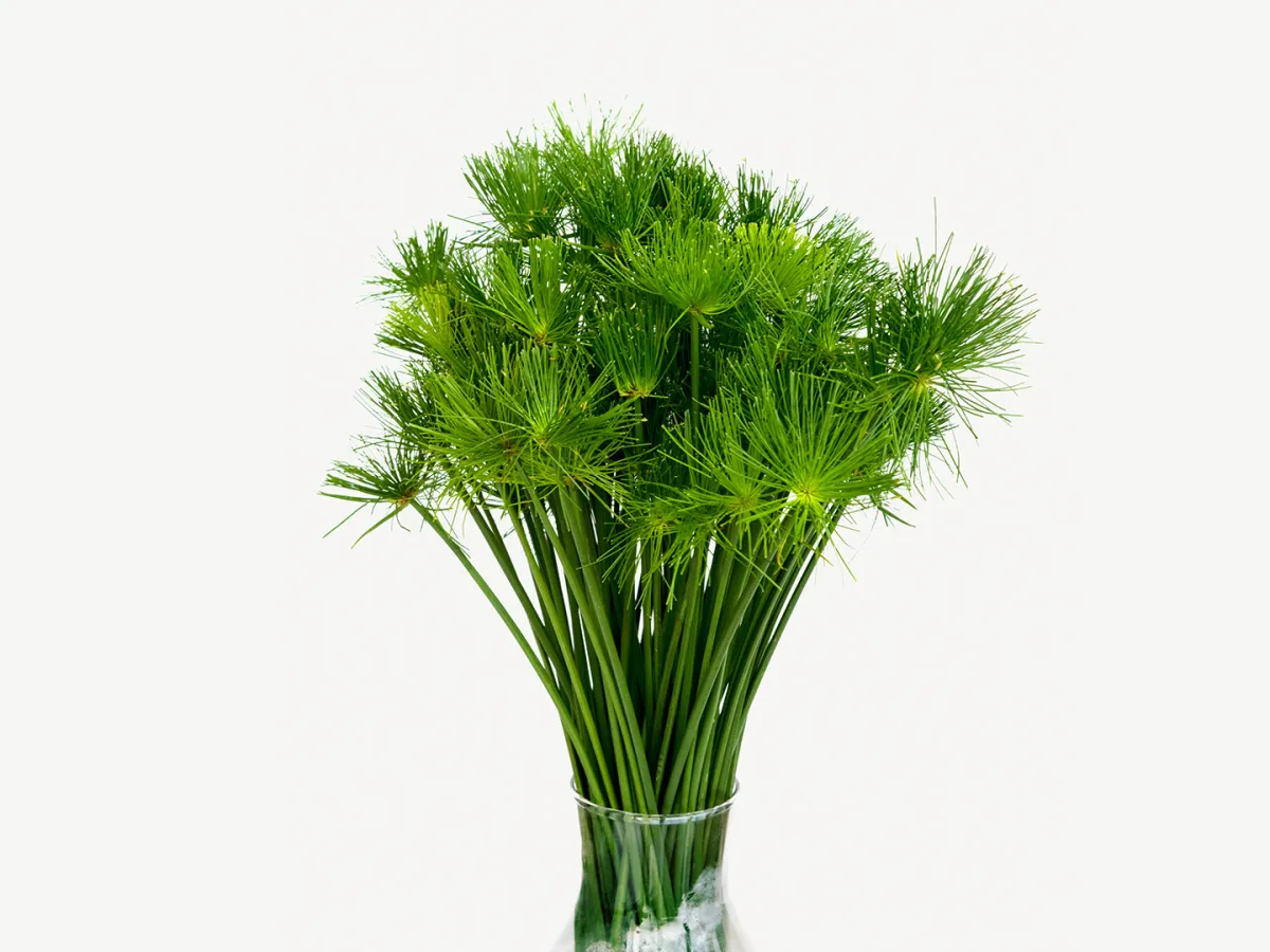 يستخدم نبات البردي في الطب التقليدي لعلاج مجموعة واسعة من الأمراض