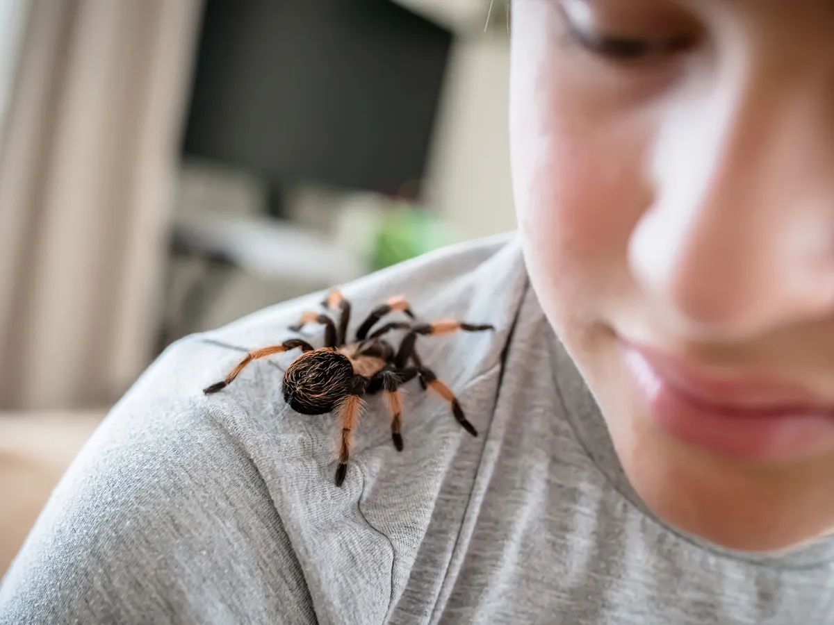 تفسير العنكبوت في المنام 