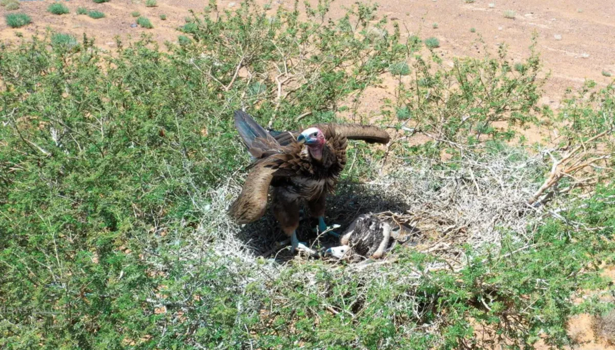 محمية الملك سلمان الملكية