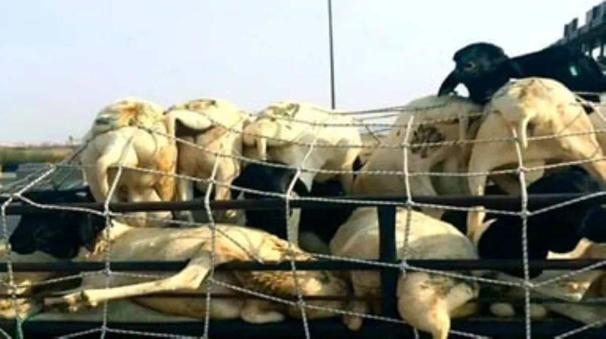 تكدس الأضاحي