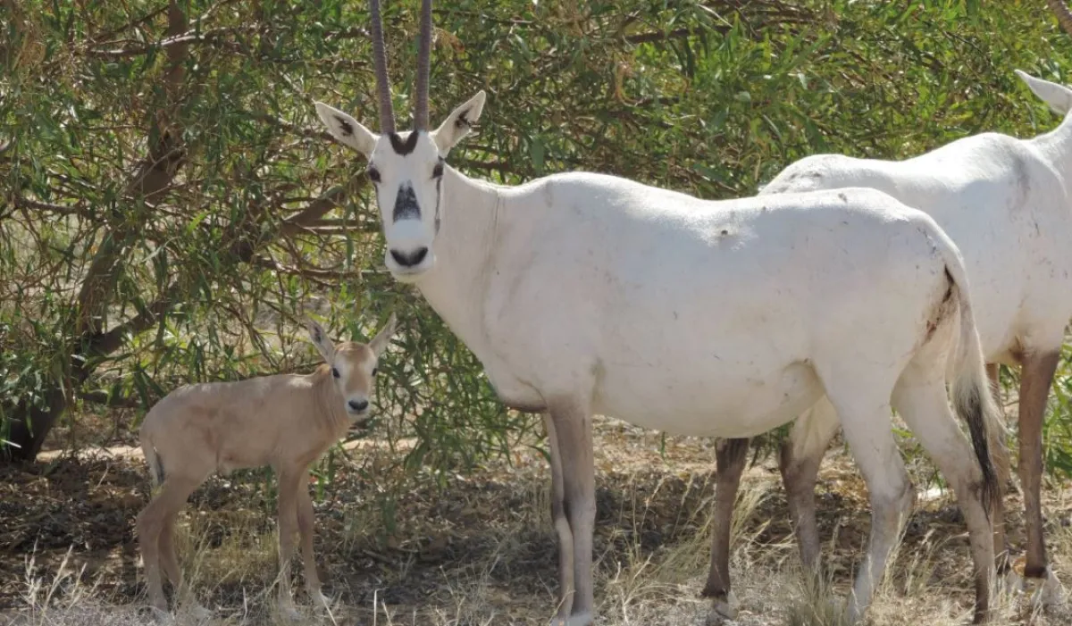 ولادة المها العربي "الوضيحي" المهدد بالانقراض في القصيم ببريدة - الصورة من حساب إمارة منطقة القصيم على إكس