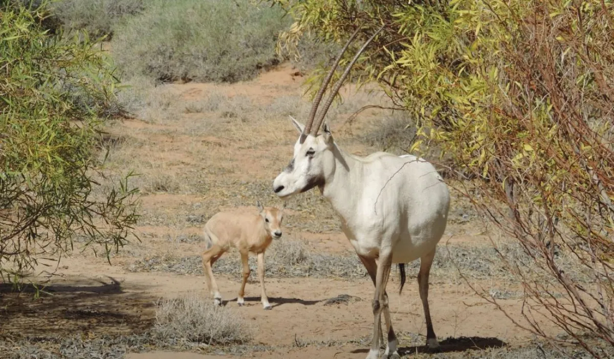 ولادة المها العربي "الوضيحي" المهدد بالانقراض في القصيم ببريدة - الصورة من حساب إمارة منطقة القصيم على إكس