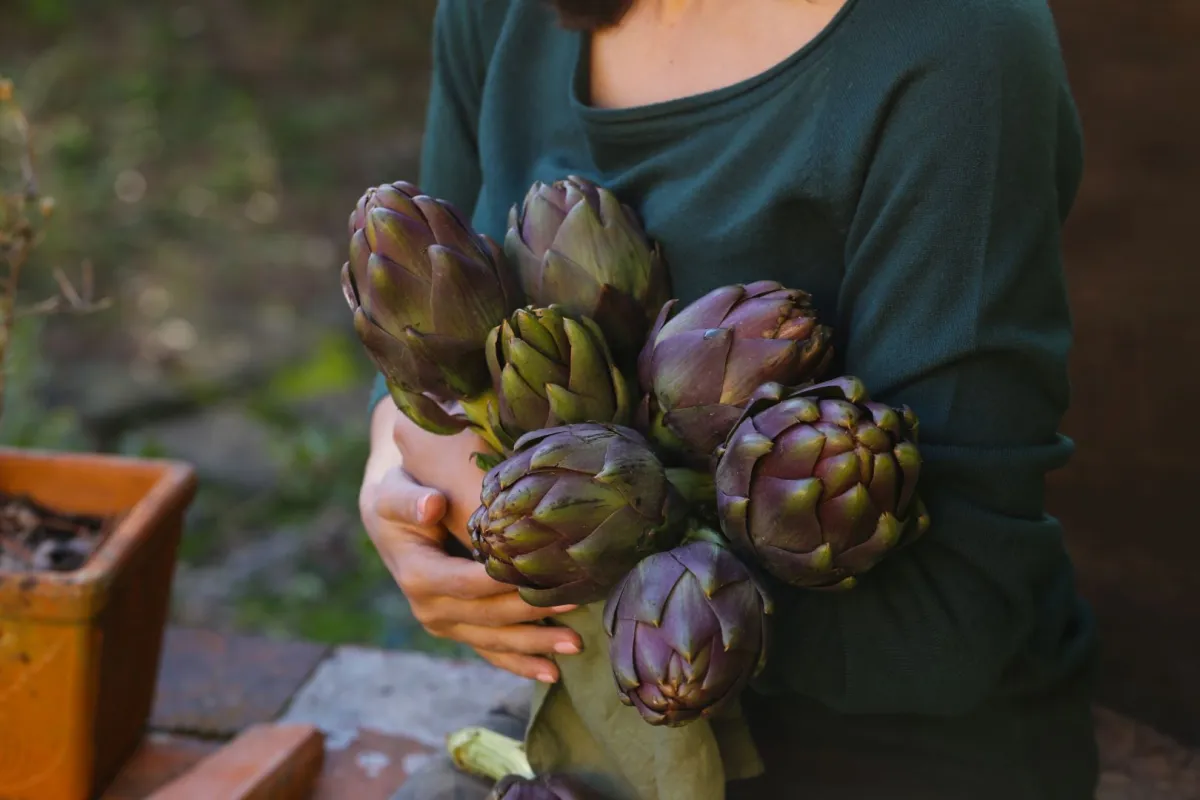 صورة لحامل تتناول قلب الخرشوف مقطّعاً