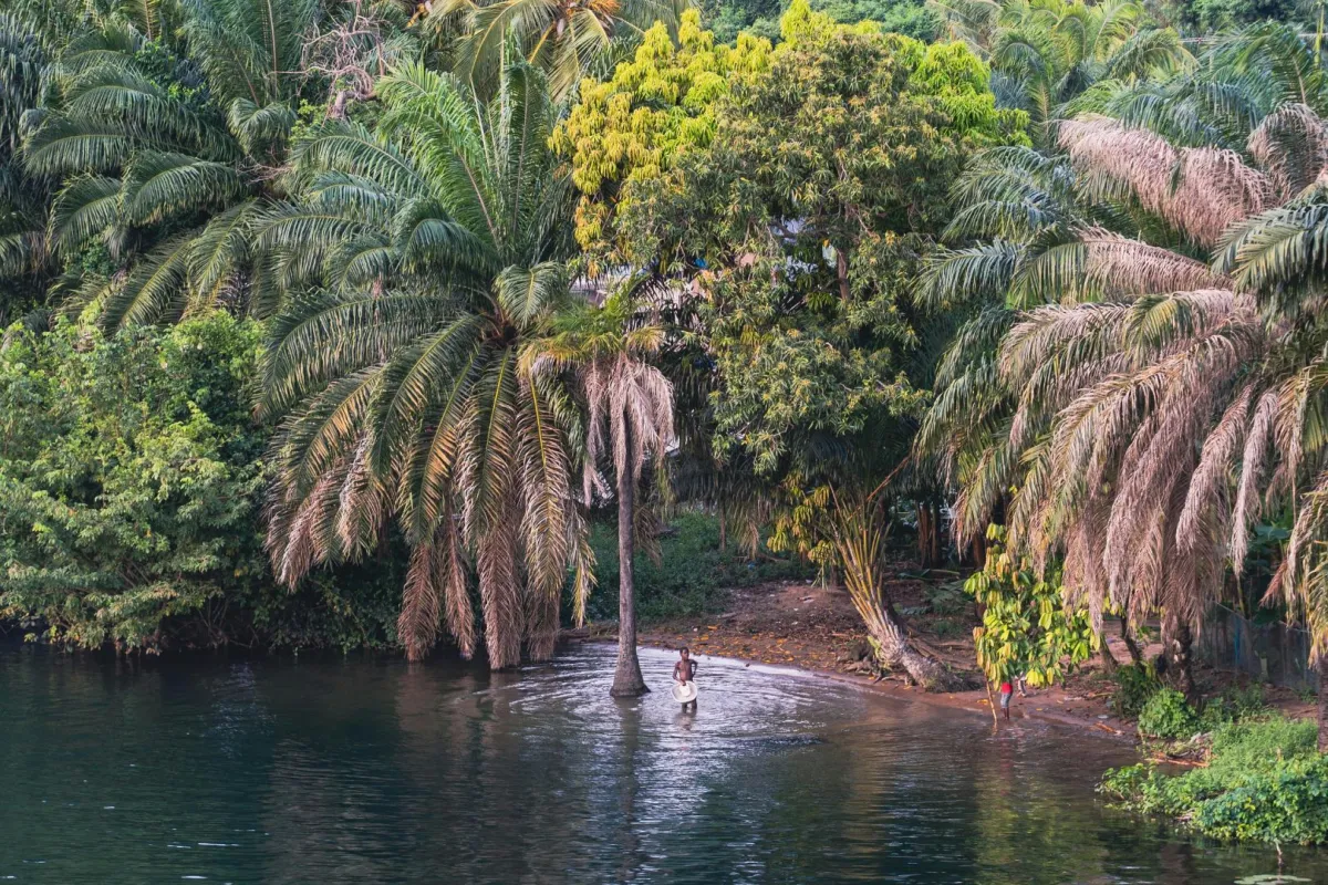 منظر للخضرة والطبيعة حيث أشجار النخيل تحيط بإحدى البحيرات الساحرة
