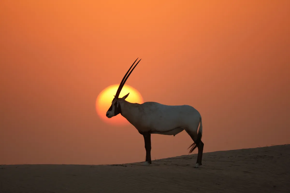 تسعة مواقع هامة للتنوع البيولوجي عالمياً  ـ مصدر الصورة وكالة أنباء الإمارات