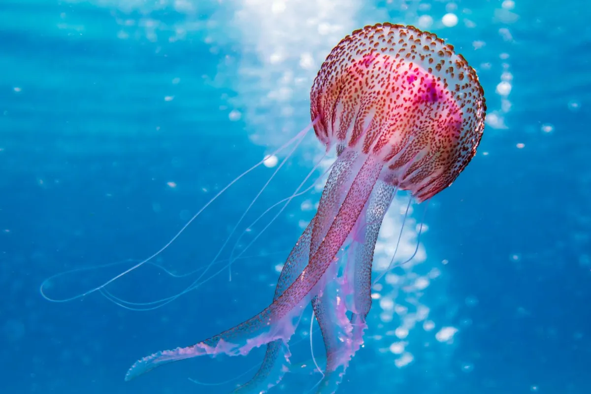 أحد المخلوقات البحرية يسبح في مياه المحيط العميقة