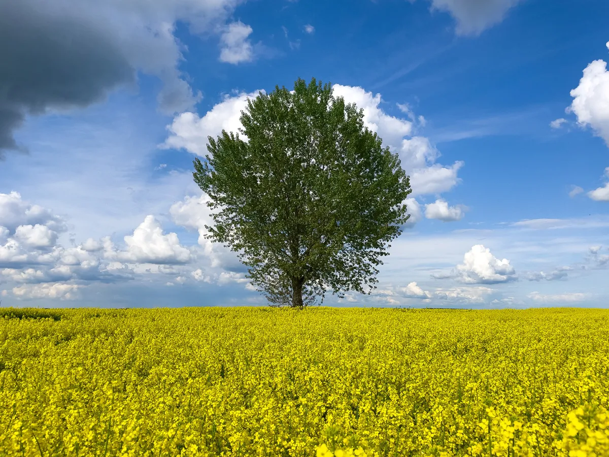 يُعرّف السواك بأنه غصن شجرة الأراك