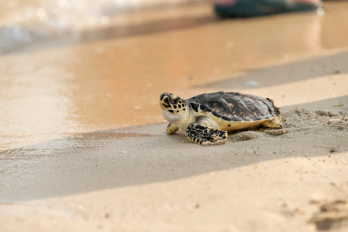 إطلاق 63 سلحفاة بعد إعادة تأهيلها إلى بيئتها الطبيعية في دبي - مصدر الصورة وكالة أنباء الإمارات