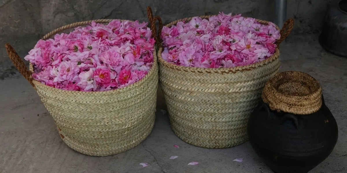  ورد الجبل الأخضر. الصورة من وكالة الأنباء العمانية