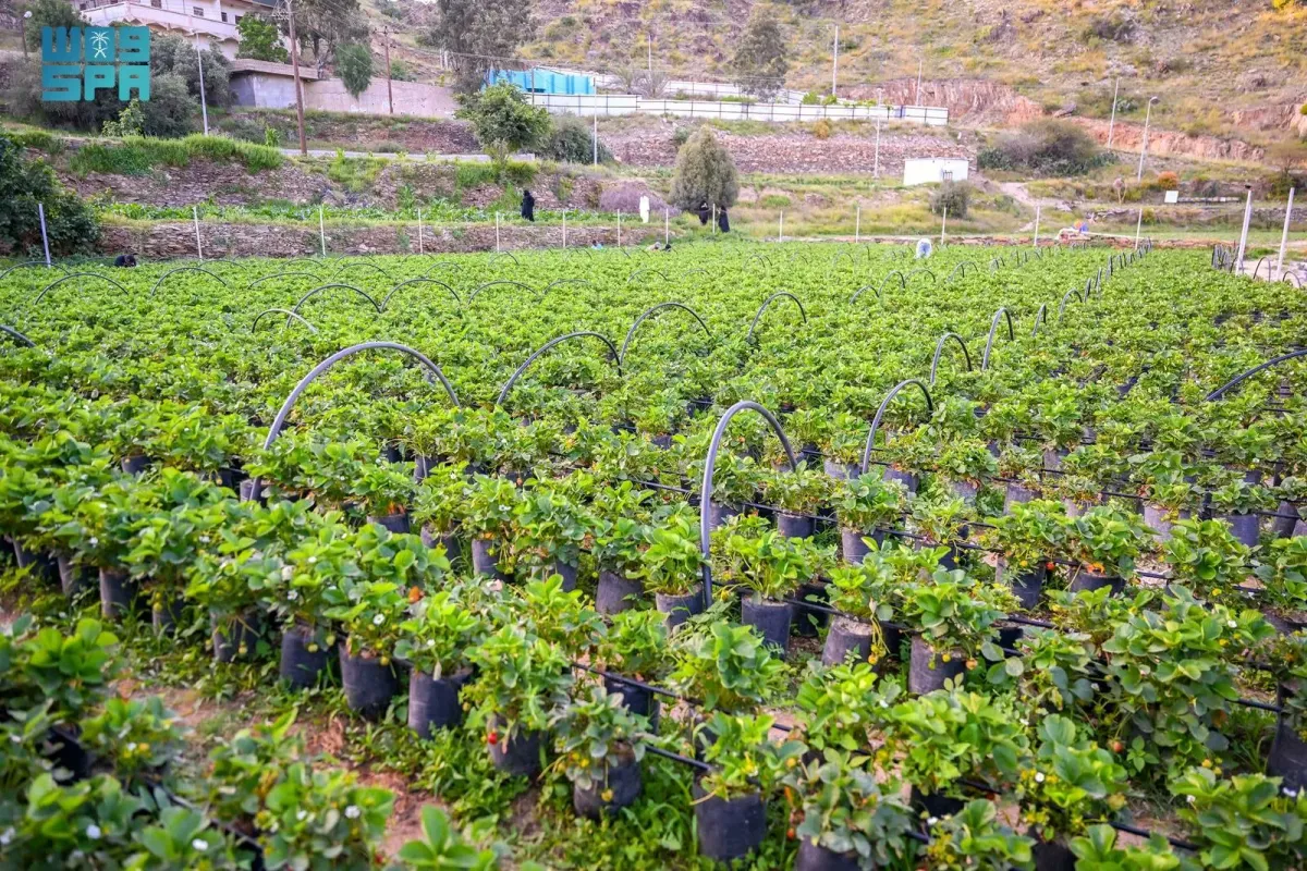 صيف الباحة  ينظّم 6 مهرجانات زراعية موسمية تعزز هوية الباحة الزراعية- مصدر الصورة واس