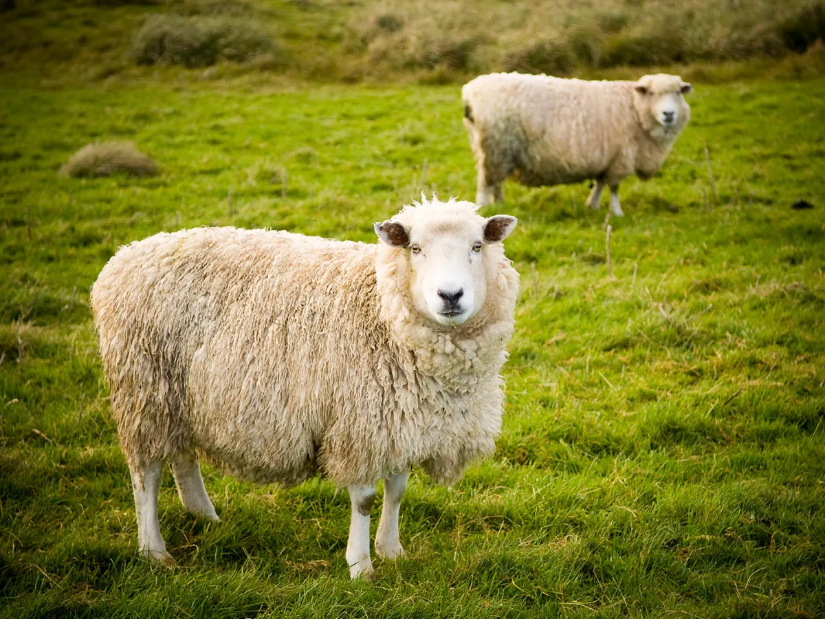 تفسير رؤيا توزيع الأضاحي في المنام