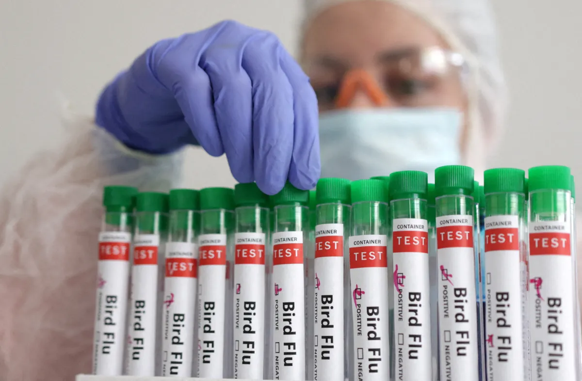 وفاة أول شخص مصاب بإنفلونزا الطيور – الصورة من رويترز A person touches a test tube labelled "Bird Flu", EUTERS/Dado Ruvic/Illustration