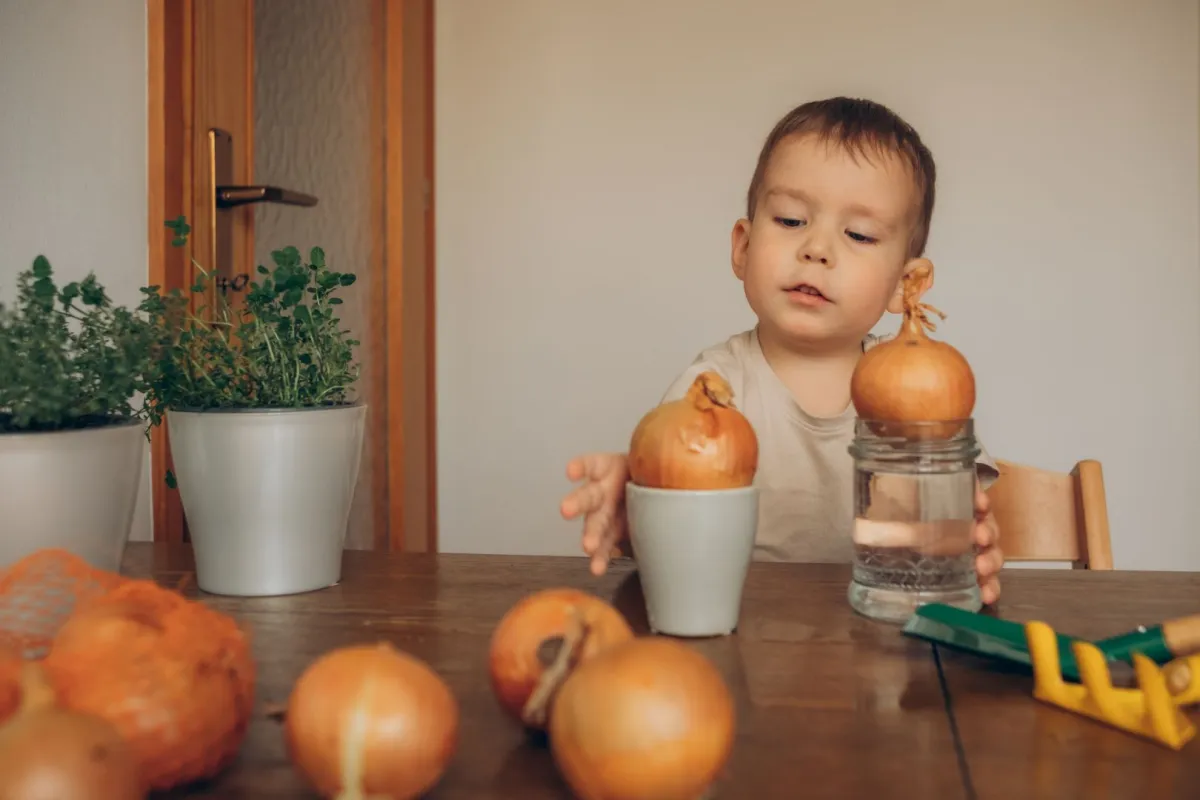 يعد البصل من أقدم الخضر الموجودة على سطح الأرض