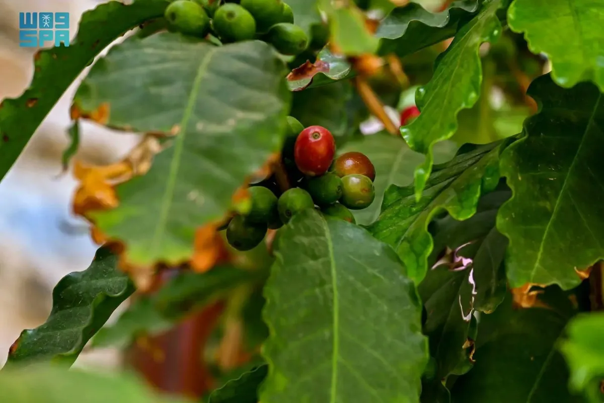 البُن الشدوي