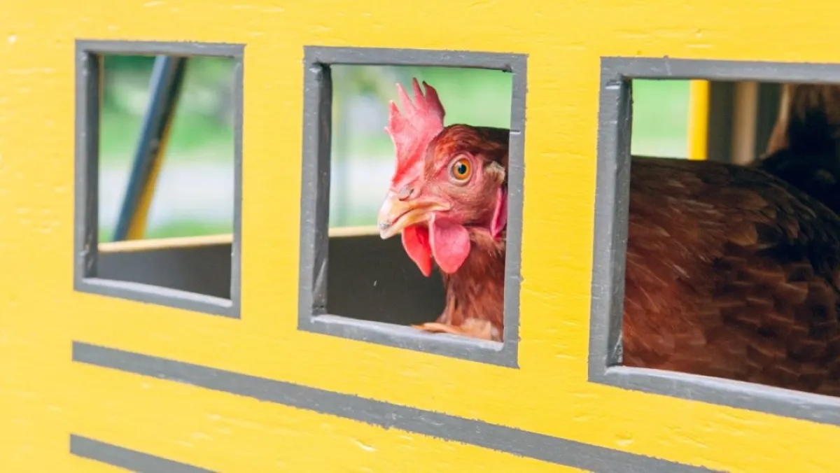 الدجاجة لاسي