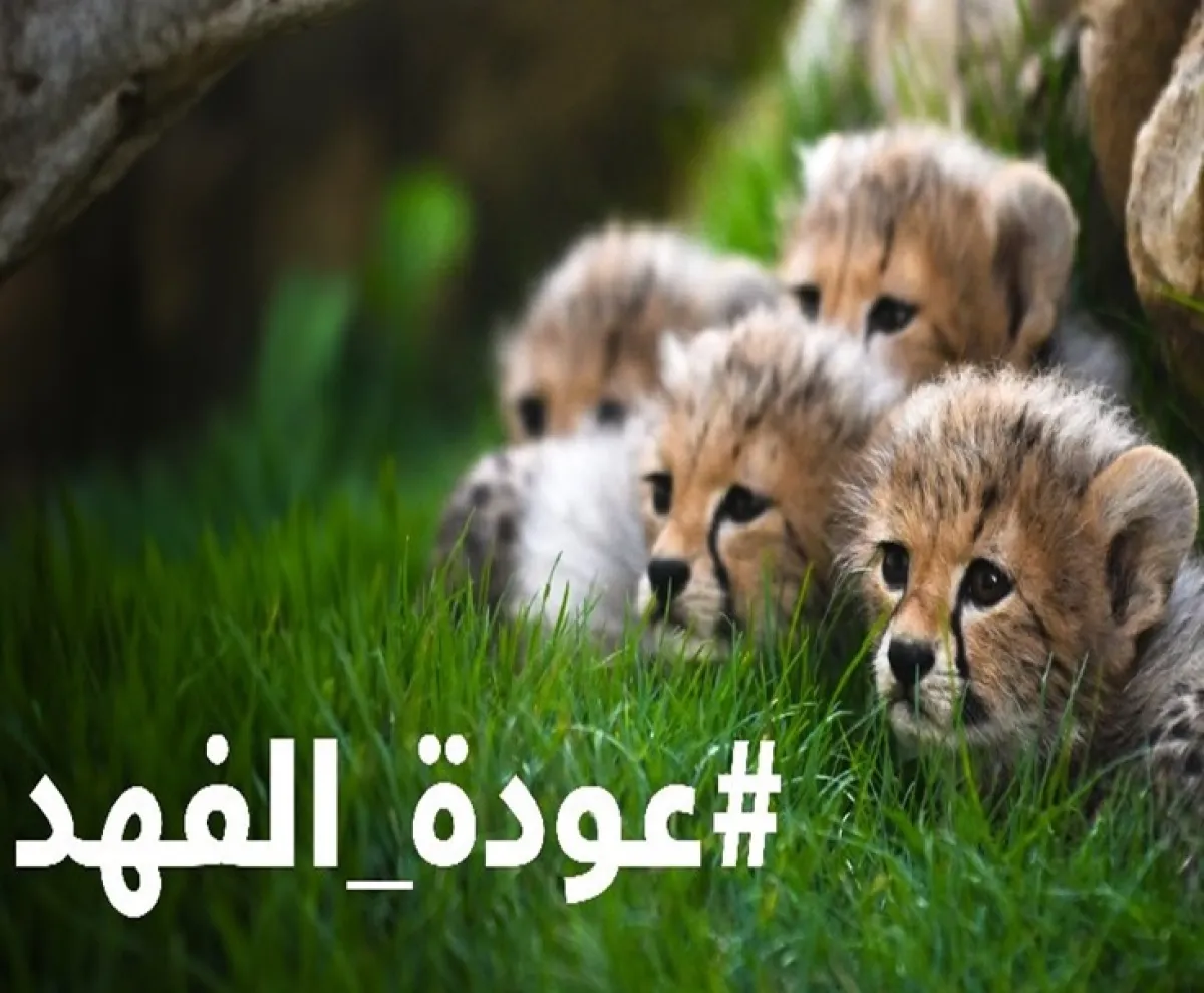 توطين الفهد