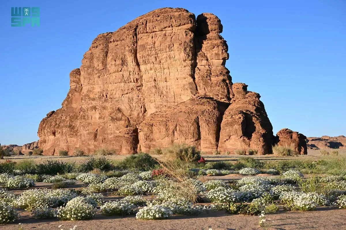 العلا  - مصدر الصورة واس