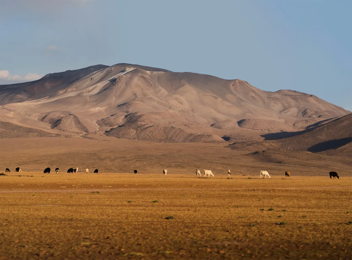 صحراءِ أتاكاما في تشيلي