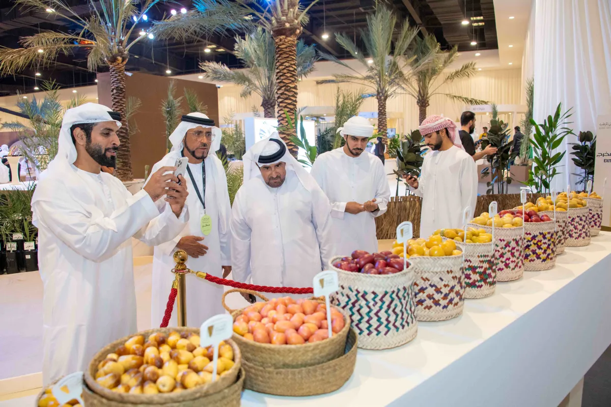 دبي للرطب- الصورة من مركز حمدان بن محمد لإحياء التراث 