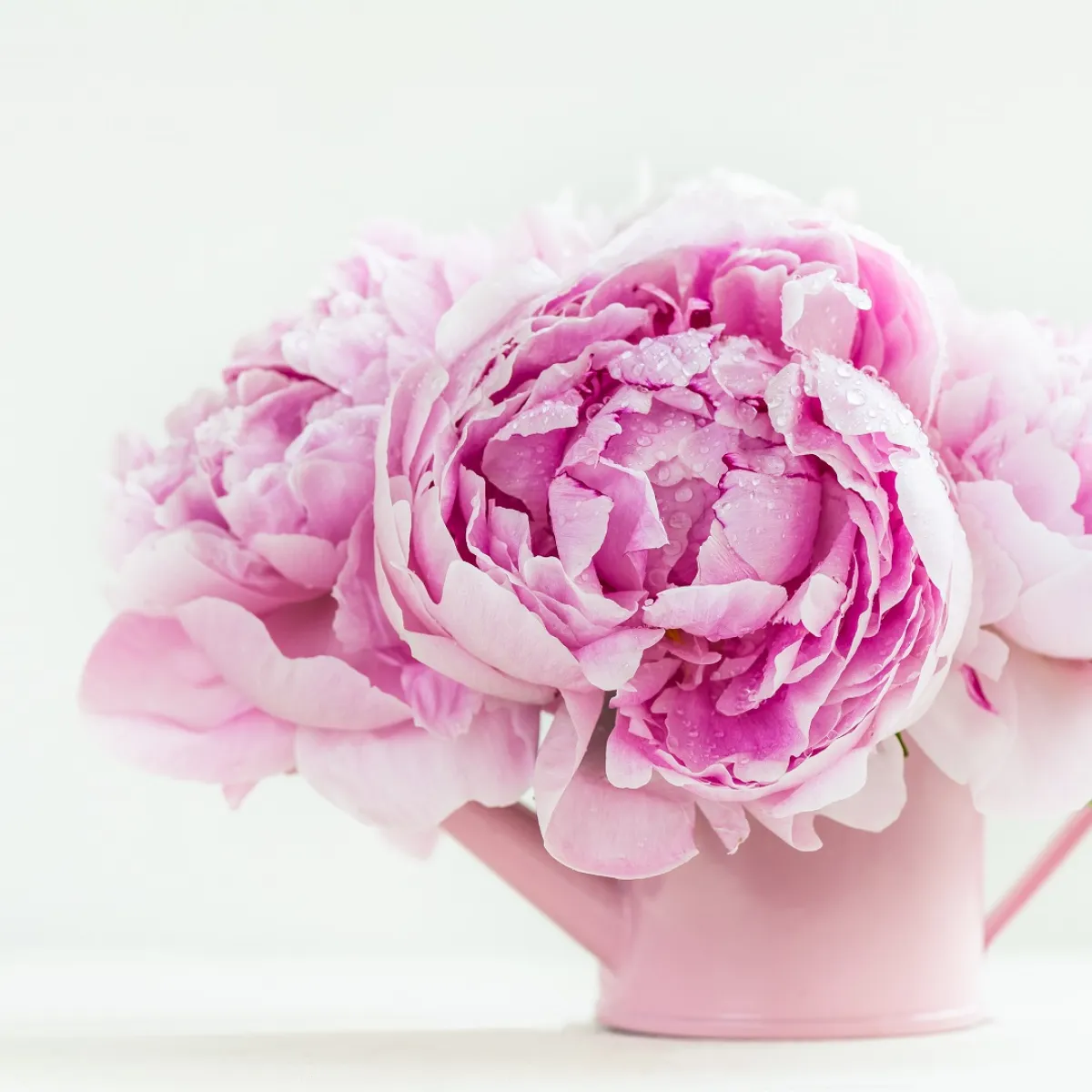 مجموعة من أزهار الفاونيا