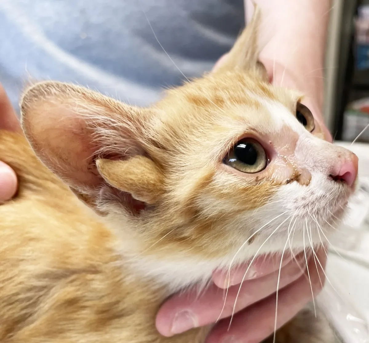 قط صغير يولد بـ4 آذان بسبب طفرة جينية نادرة - الصورة من حساب ملجأ True Rescue على فيسبوك