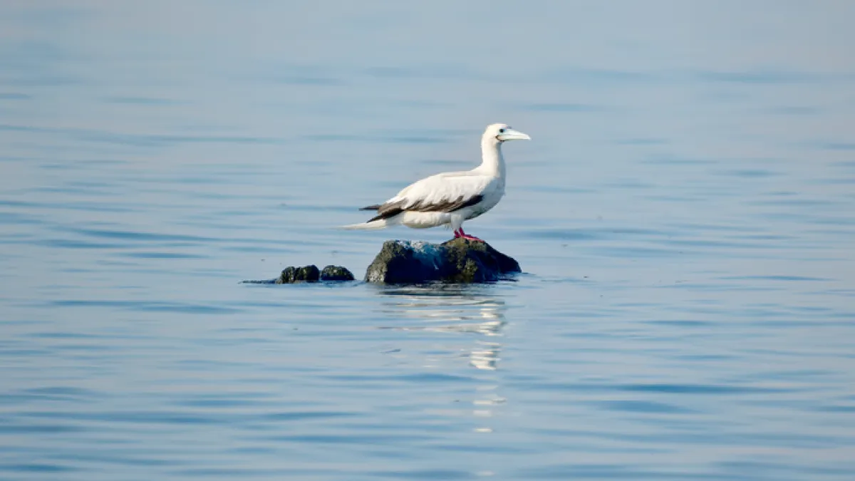 طائر الأطيش أحمر القدمين. الصورة من مكتب أبوظبي الإعلامي
