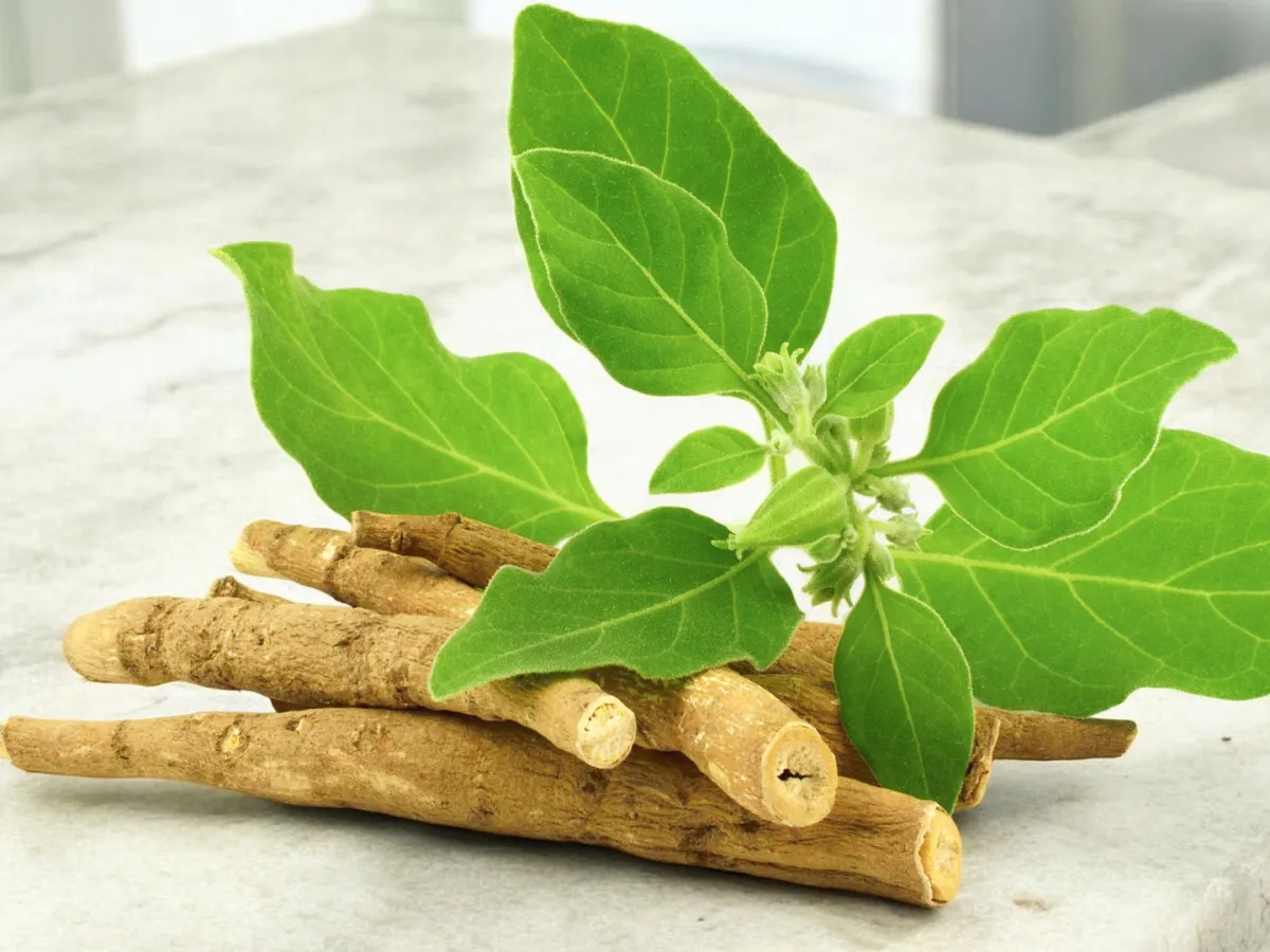 الأشواجندا من الأعشاب المعروفة بفوائدها الصحية العديدة