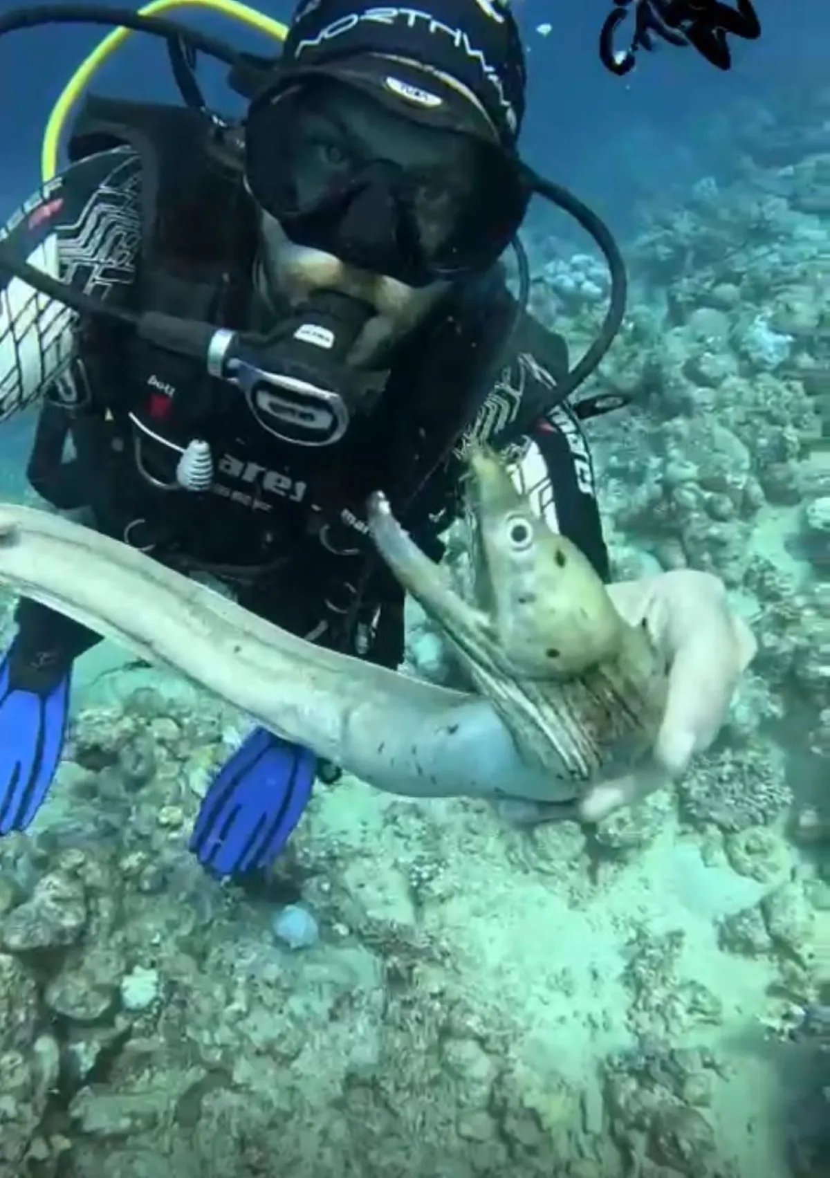 الغوص لصيد الأسماك