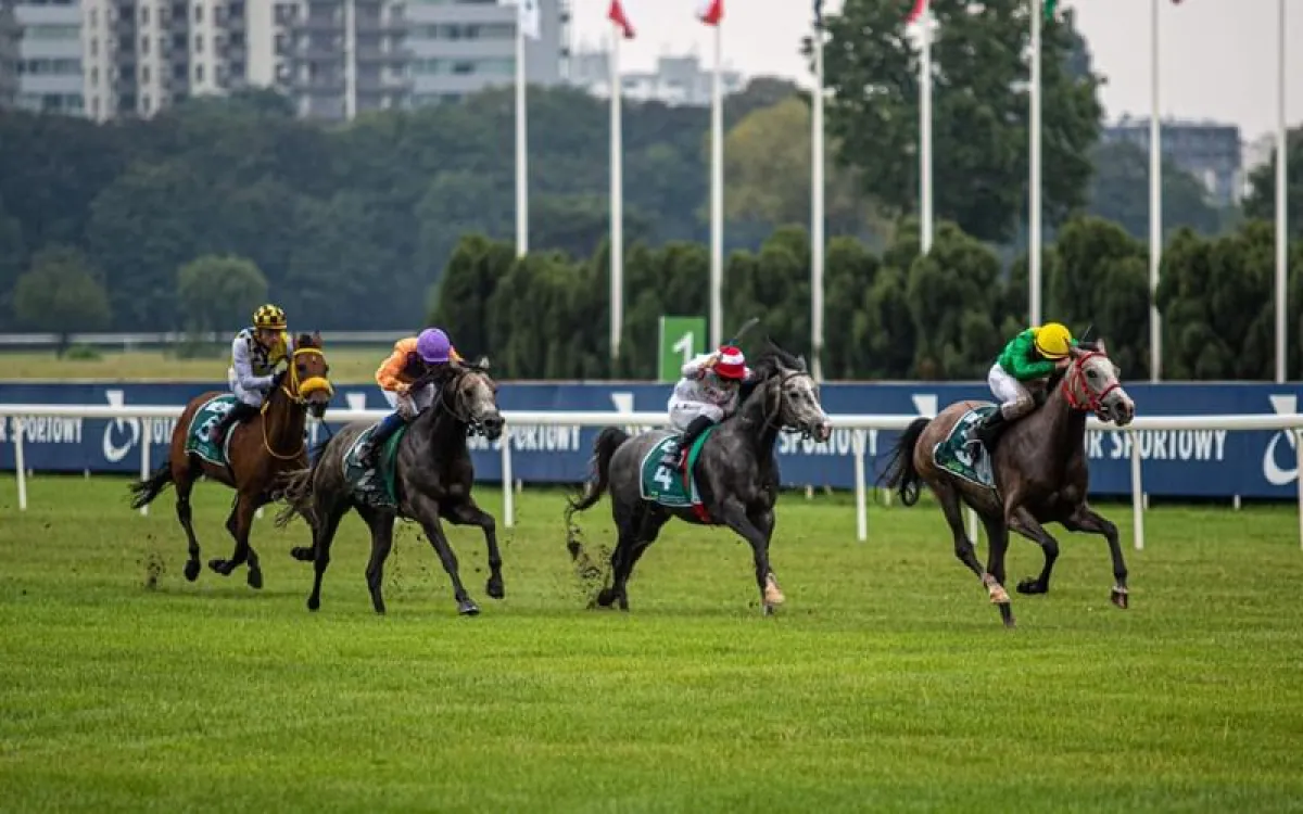 جائزة زايد للخيول العربية. الصورة من wam